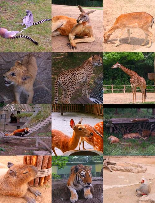 上海动物园和上海野生动物园