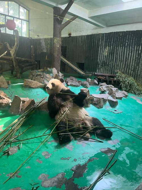 上海野生动物园里面有吃的吗