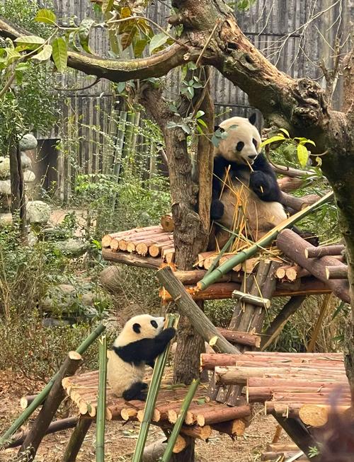 成都大熊猫繁育研究基地图片
