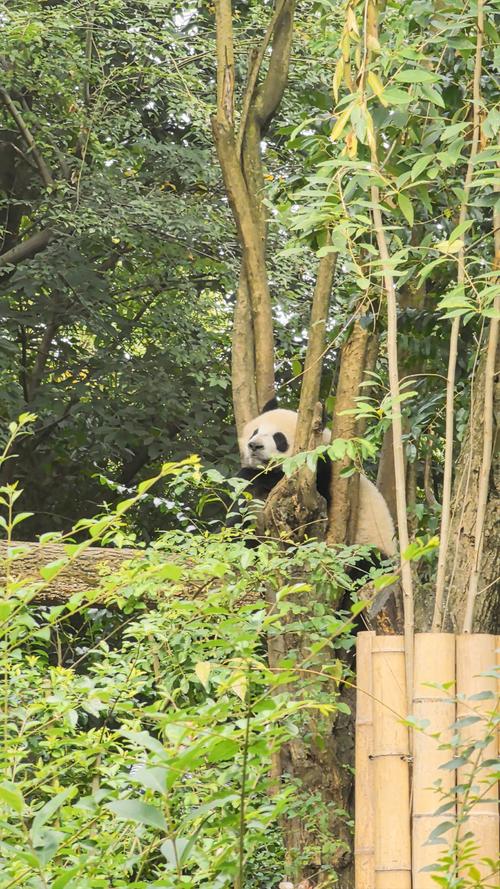 成都大熊猫繁育研究基地图片