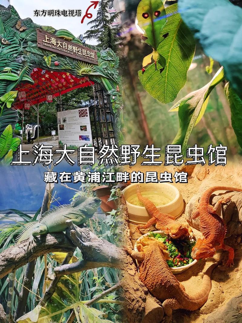 上海大自然野生昆虫馆门票