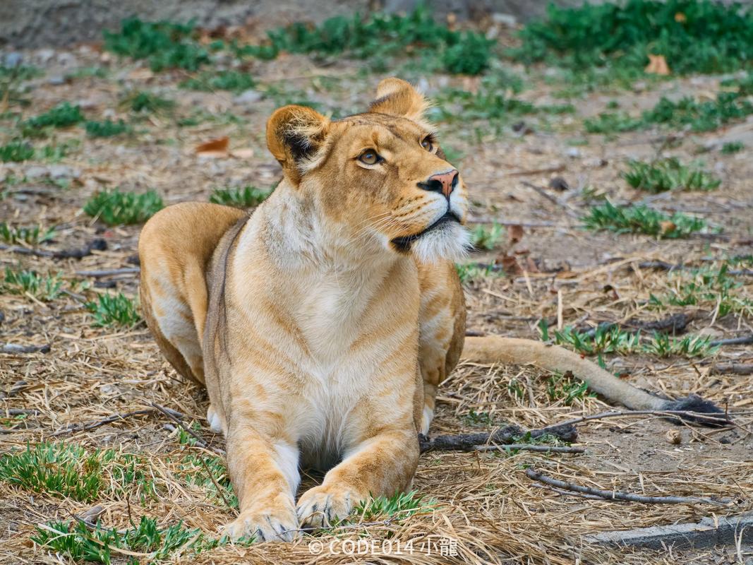 北京野生动物园有哪些动物