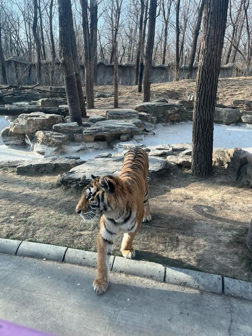 北京野生动物园有什么动物