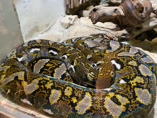 北京野生动物园有什么动物