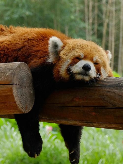 北京野生动物园有什么动物