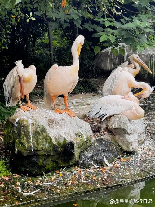 成都动物园附近有什么好玩的