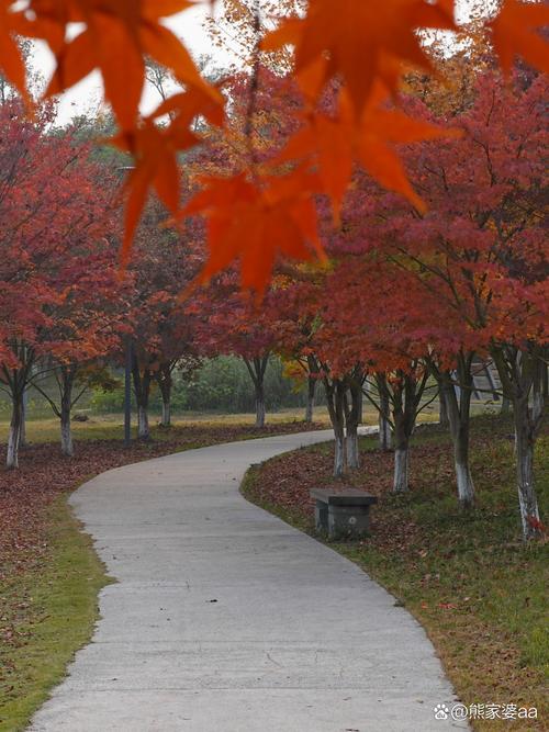 成都最近看红叶的地方有哪些