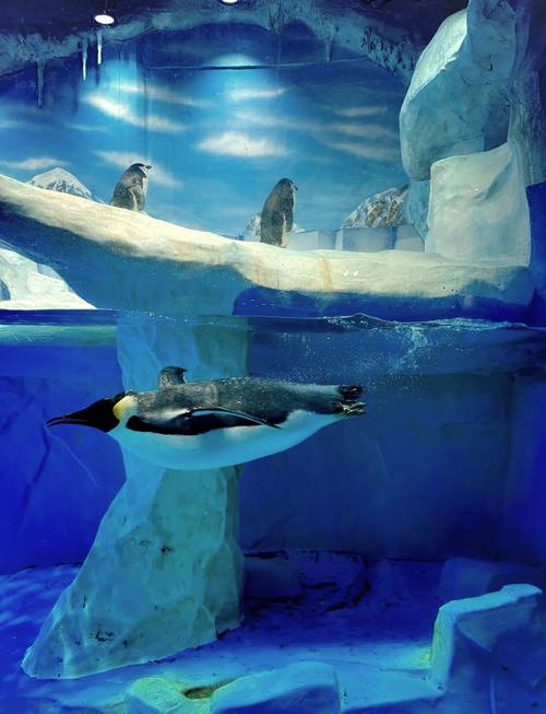 成都东站到海昌极地海洋世界