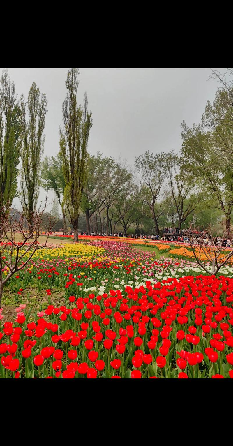 北京植物园里有什么植物