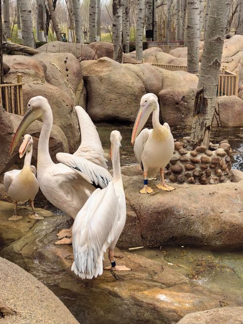 北京动物园都有哪些动物