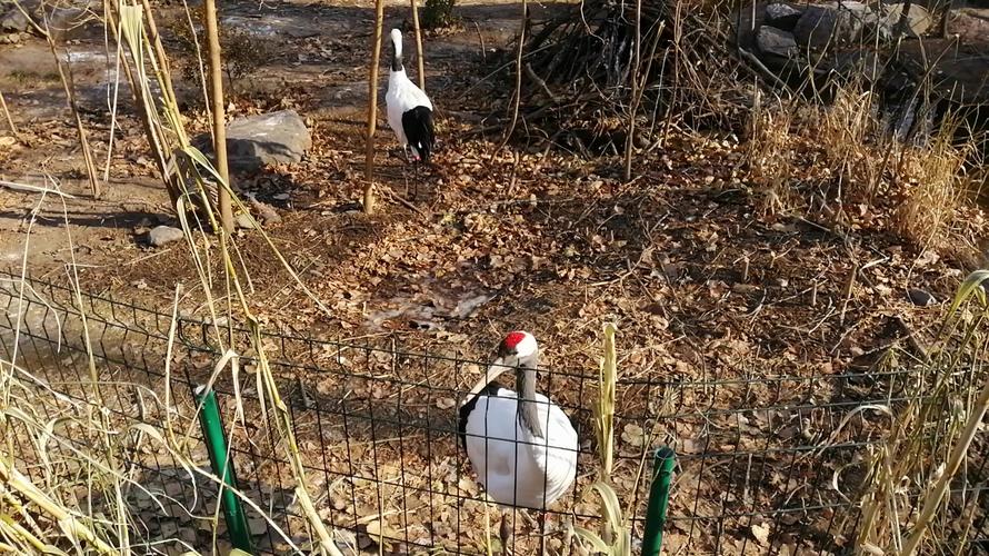 北京动物园都有哪些动物