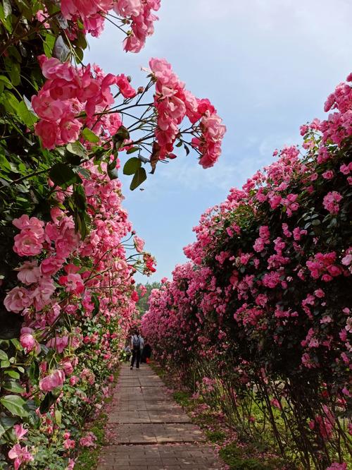 成都玫瑰谷花期是好久时间