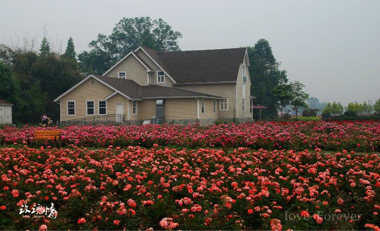 成都玫瑰谷花期是好久时间