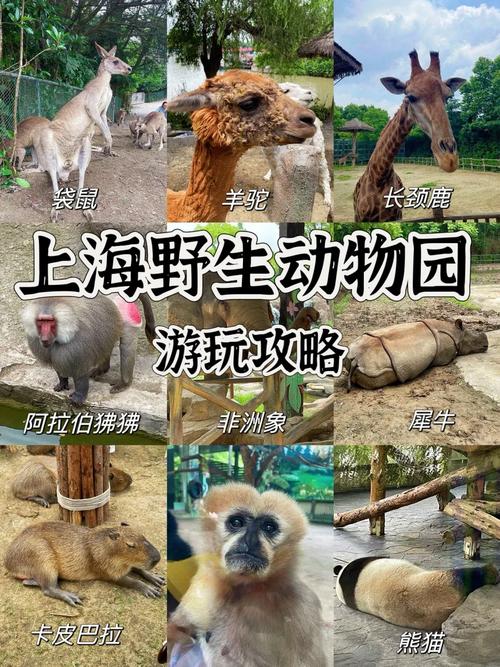 上海野生动物园半天够吗
