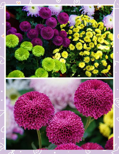 上海共青森林公园菊花展