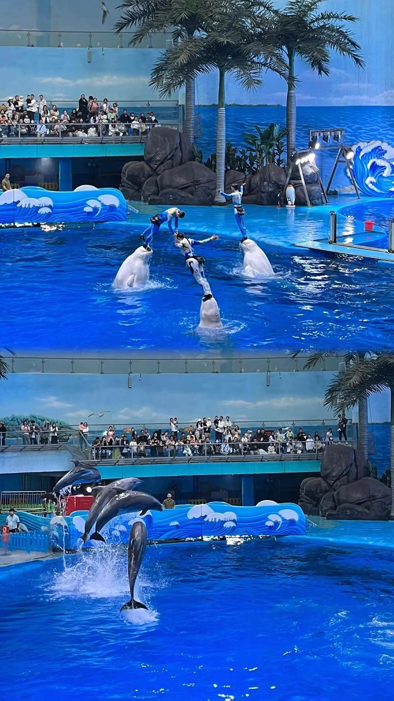 成都海洋馆门票多少钱一张