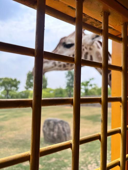 上海野生动物园车入区