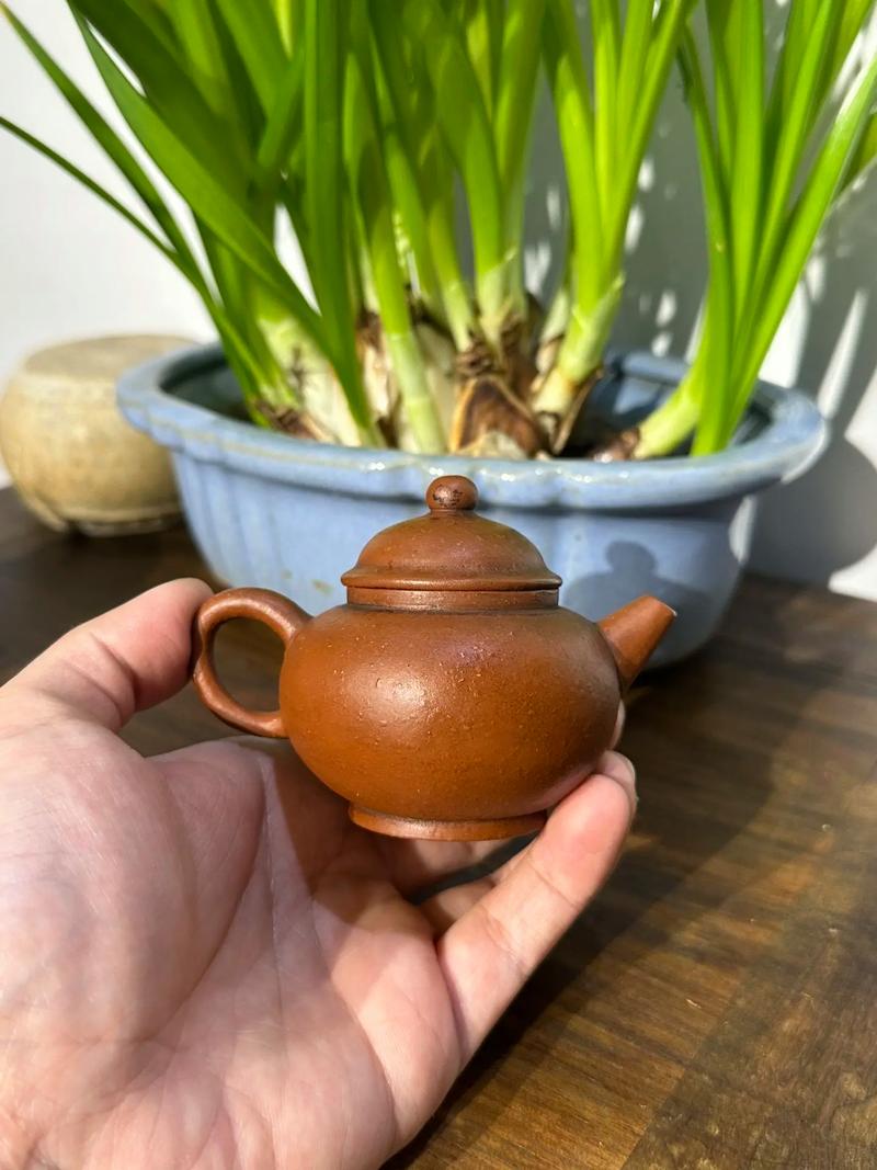 紫砂壶巨轮珠喝什么茶