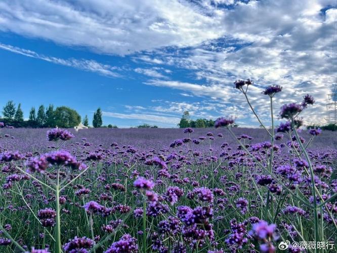 成都太平镇紫颐香薰山谷